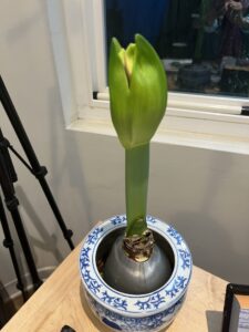 Amaryllis Bulb