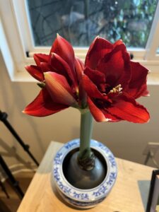 Blooming Amaryllis