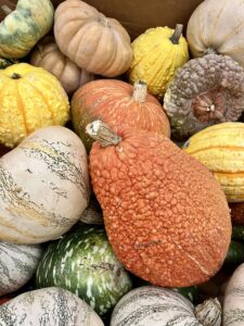 Autumn Squash