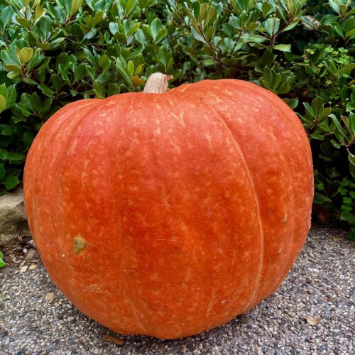 The Great American Pumpkin