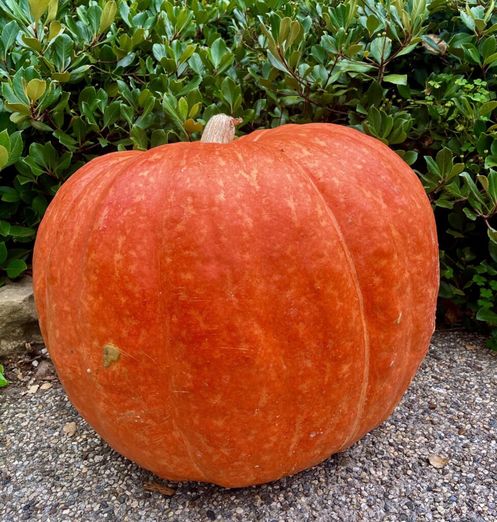 The Great American Pumpkin